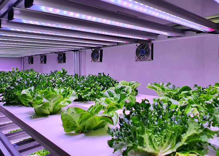 Lighting in Food Production Facilities
